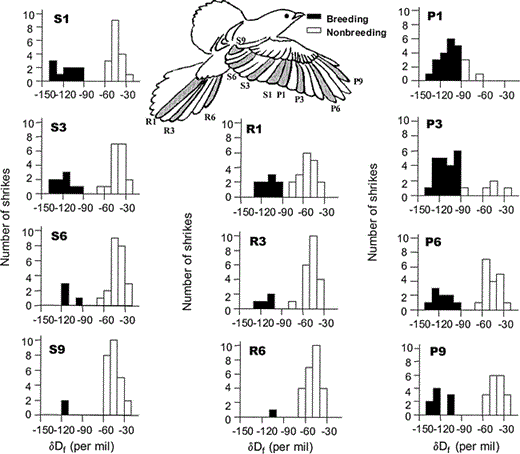 In general, deuterium values of primary (P1, P3, P6, P9), secondary (S1, S3, S6), tertial (S9), and rectrix (R1, R3, R6) feathers of summering Loggerhead Shrikes sampled in Saskatchewan and Manitoba, Canada, revealed a bimodal distribution, indicating that flight-feather molt occurs either on the breeding grounds or at nonbreeding areas.