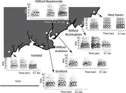 Map of the locations of six Connecticut recording sites used to survey feral Monk Parakeet call diversity. Sample spectrograms of three different Monk Parakeet contact calls from each nesting colony are linked to their respective recording locations with arrows and labels. All spectrograms are on the same scale, and were generated with the same parameters (256 FFT size, 90% overlap, Hanning window). The spacing between the calls is not meaningful.