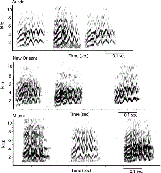 Spectrograms of three representative Monk Parakeet contact calls from Austin, Miami, and New Orleans. All spectrograms are on the same scale, and were generated with the same parameters (256 FFT size, 90% overlap, Hanning window). The spacing between the calls is not meaningful.