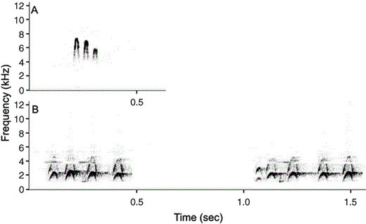 Spectrograms of the most common vocalizations of Premnoplex barbtails. A) P. brunnescens call, recorded at Parque Nacional Yacambú, 11 April 2005. B) P. tatei pariae calls, recorded at Parque Nacional Península de Paria, 9 July 2005. Note the higher pitch and faster delivery rate of each note of P. brunnescens. The interval between successive calls is shorter in P. tatei than in P. brunnescens, thus two consecutive calls are shown for P. tatei. These differences in their calls support their treatment as two separate species.