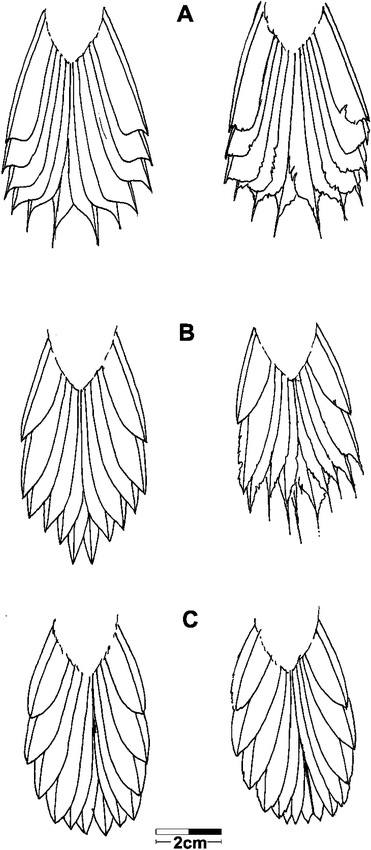 Tail shapes of members of the Margarornis assemblage. A) Premnoplex–Margarornis, B) Roraimia, and C) Premnornis. Tails in good condition are shown on the left side, worn tails on the right side. Note the loss of diagnostic features in the worn tails of Premnoplex–Margarornis and Roraimia, which could suggest a false similitude among their tails. Sketches were based on the examination of individuals housed at the Colección Ornitológica Phelps.