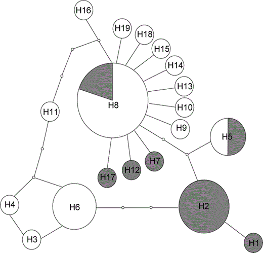 Unrooted haplotype network of Malagasy Scops-Owl obtained with program TCS version 1.21 (Clement et al. 2000). Area of circles is proportional to number of individuals with that haplotype. Colors refer to Otus rutilus (white) and O. madagascariensis (gray). The smallest circles represent unsampled or extinct haplotypes.