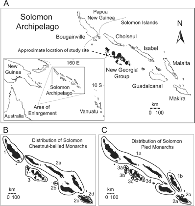 (A) Map showing the geographic location of the Solomon Archipelago and the names of its seven major island groups. The New Georgia group is in black. (B) Distribution of the allospecies and subspecies of chestnut-bellied monarchs across the Solomons: 1 = Monarcha erythrostictus; 2a = M. castaneiventris castaneiventris, 2b = M. c. obscurior, 2c = M. c. megarynchus, 2d = M. c. ugiensis; 3 = M. richardsii. (C) Distribution of the allospecies and subspecies of pied monarchs across the Solomons: 1a = Monarcha barbatus barbatus, 1b = M. b. malaitae; 2a = M. viduus viduus, 2b = M. v. squamulatus; 3a = M. browni nigrotectus, 3b = M. b. ganongae, 3c = M. b. meeki, 3d = M. b. browni.