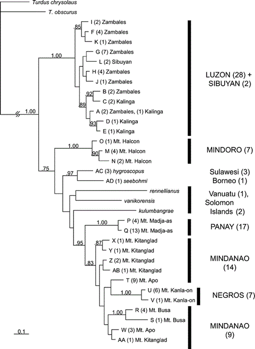 A phylogenetic hypothesis of relationships among haplotypes of Island Thrush, based on 1041 base pairs of the mitochondrial ND2 gene. Letters at the tip of each branch refer to haplotype designations, which are referenced in the Appendix; numbers in parentheses refer to the number of individuals with that haplotype. This phylogeny is a consensus of 19 001 Bayesian trees (from a run of 2 000 000 generations, sampled every 100 steps, with the first 1000 trees discarded as a burn-in) using the GTR + I + G (general time reversible Markov model, with a specified proportion of invariant sites, and gamma distributed rate variation across sites) model of molecular evolution. Numbers beside each node represent posterior probabilities; values less than 0.70 are not shown. Capitalized island names on the right are Philippine islands; other names are islands outside of the Philippines. Neither the Philippine populations as a whole nor Mindanao's populations themselves are monophyletic.