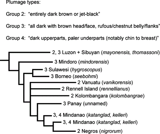 Convergence of plumage types in the Island Thrush. This simplified phylogeny represents branch lengths and topology from Figure 3, collapsing structure among haplotypes within a clade as well as nodes with less than 0.50 posterior probabilities. Plumage type descriptions are quoted from Clement (2000).