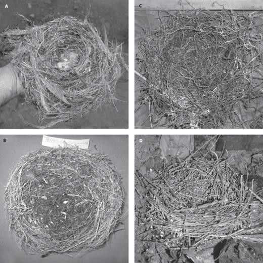 Nests of the Andean Thripadectes treehunters reported in this study: (A) Tandayapa (Ecuador) nest of T. fiammulatus built of ribbonlike strips of decayed tree-fern petioles; (B) Colombian nest of T. flammulatus built of grasslike materials and lined with treefern scales (photo courtesy of F. G. Stiles); (C) Tapichalaca (Ecuador) nest of T. holostictus built of rootlets; (D) Mushullacta (Ecuador) nest of T. melanorhynchus built of rachises of compound leaves.