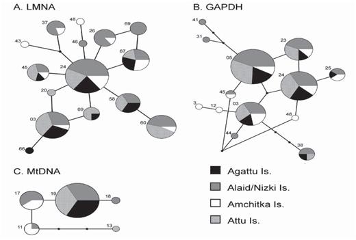 Networks illustrating relationships of (A) 16 LMNA alleles, (B) 13 GAPDH alleles, and (C) five mtDNA control region haplotypes from Common Eiders breeding on the Aleutian Islands, Alaska. Small black squares indicate intermediate ancestral alleles that were not sampled. The size of the node corresponds to its frequency. Numbers correspond to allele/haplotype names.