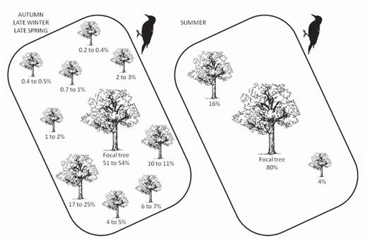 Use of focal and satellite trees whose sap the White-fronted Woodpecker consumed in the semiarid Chaco. Percentages are the mean minimum and maximum percentage of time spent in each tree from ten territories. Left: values combining data for autumn, late winter, and late spring; right: values during summer.
