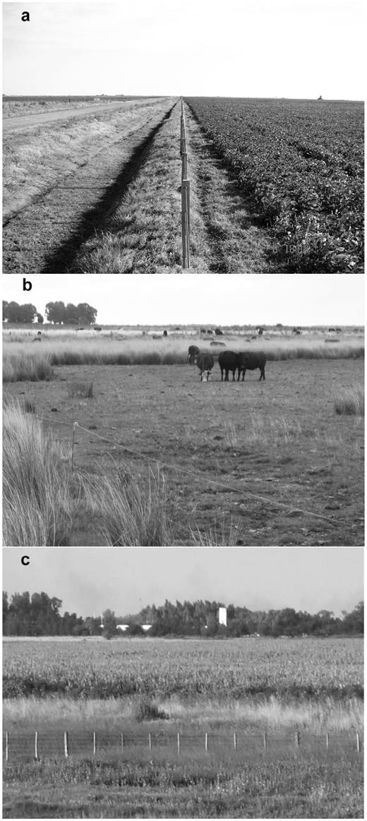Typical count points representative of the landscape types in the Pampas of central Argentina. (a) Field of soybeans (Glycine max) in the cropland landscape. In the center, note the lack of roadside vegetation between crop and road, (b) Grassland in a pastoral landscape. Cattle grazing may create grasslands with greater horizontal and vertical structural diversity. Note the presence of roadside vegetation along the fence rows, (c) Field of corn (Zea mays) in a mixed landscape. Note the presence of roadside vegetation along the fence rows.