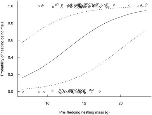 The probability, with 95% confidence intervals, that a Saltmarsh Sparrow nestling was molecularly sexed as male, given its body mass. Male nestlings averaged 31% (95% CI: 1.15, 1.49) larger than female nestlings (0.27 ± 0.07, P < 0.001), as assessed via generalized estimating equations accounting for the potential non-independence among siblings.