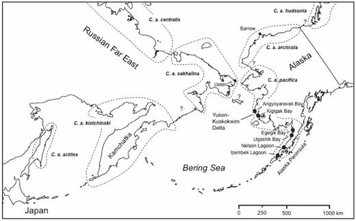 Beringia and the North Pacific region showing the principal study areas in Alaska (Yukon—Kuskokwim Delta and Alaska Peninsula) and sites within each (filled circles) where most Dunlins were captured and marked between 1976 and 2010 (details in Table 1). Dashed lines enclose the general breeding ranges of the various subspecies of the Dunlin that nest in the region (after Lappo and Tomkovich 1998).