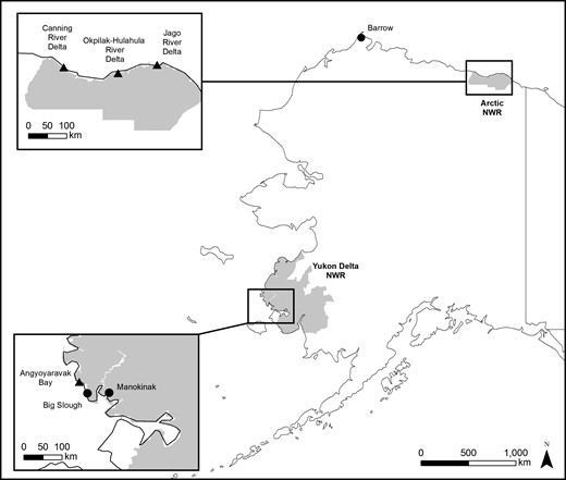 Locations of shorebird sampling to determine mercury exposure during the 2008 and 2009 breeding seasons (circles) and 2008 post-breeding staging (triangles) in Alaska, USA.