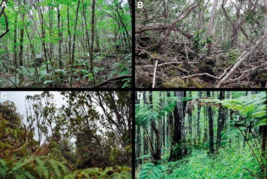 Photos taken from central point count locations in 4 sites showing representative habitat in areas where we studied the effects of invasive coqui frogs on bird abundances on the island of Hawaii, USA. (A) Kalopa State Park (KP), (B) Eden Roc (ER), (C) Manuka Natural Area Reserve A (MA), and (D) Stainback (SB; see Figure 1 for locations).