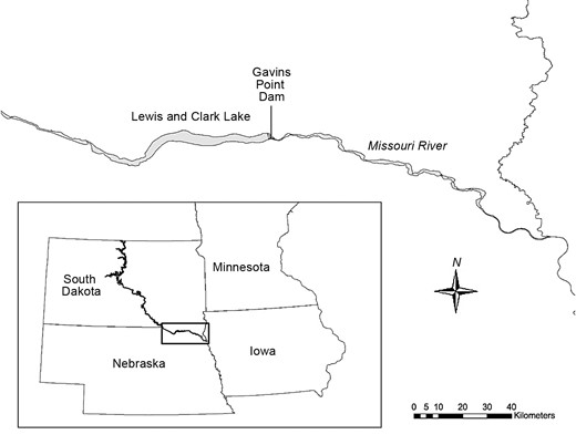 Map of the Missouri River, USA, showing the study location where we examined the demographic response of Piping Plovers (Charadrius melodus) to both anthropogenic and natural habitat creation on the Gavins Point Reach, downstream of the Gavins Point Dam, 2005–2014.