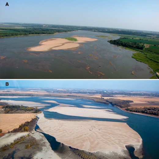 Examples of (A) preflood engineered sandbar habitat that was created by the U.S. Army Corps of Engineers (USACE; 2005–2009) by dredging sand from the river bottom, depositing it at the construction site, and leveling it with bulldozers (Catlin et al. 2015), and (B) postflood natural sandbar habitat that was created through sediment deposition during the 2011 flood on the Missouri River, USA. Photos provided by the USACE.