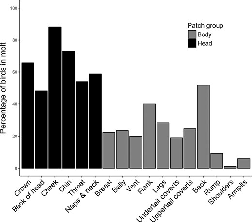 Percentage of Rusty Blackbirds molting various feather patches (n = 85 individuals) at Ottawa National Wildlife Refuge, Lucas County, Ohio, USA, in the springs of 2016 and 2017. Feather patches located on the head are represented by black bars, whereas feather patches on the body are represented by gray bars.