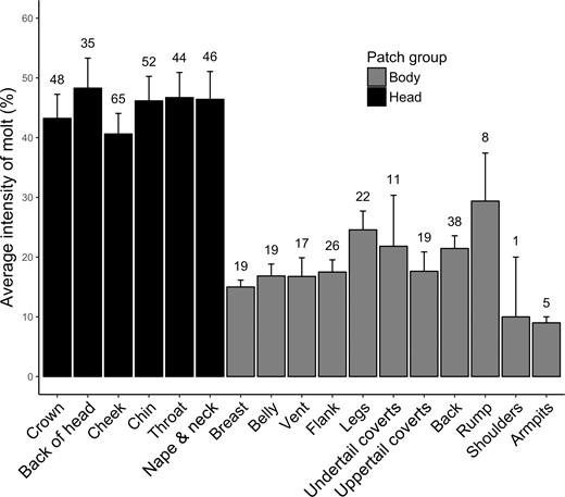 Intensity of molt within a given feather patch (calculated as an average of all patch percentage scores of birds molting that patch) for migrant Rusty Blackbirds at Ottawa National Wildlife Refuge, Lucas County, Ohio, USA, in the springs of 2016 and 2017. The sample size used to calculate the mean molt intensity for that patch is shown above each standard error bar. Feather patches located on the head are represented by black bars, whereas feather patches on the body are represented by gray bars.