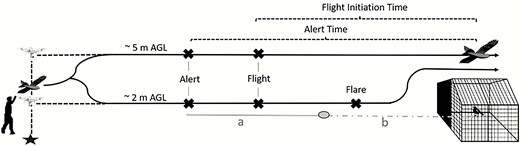 Drone approach from launch to overpass. We launched the predator model and fixed-wing windward by hand. We hovered the multirotor to the appropriate treatment altitude and accelerated directly toward the enclosure. During head-on approaches, the drone flared upward prior to colliding with the enclosure. Overhead approaches did not flare. We measured individual alert time and flight-initiation time of Red-winged Blackbirds for head-on approaches using the time required for the drone to reach the visual reference located 10.3 m away from the perch from the moment the bird responded (a) and projected the time required for the drone to travel an additional 10.3 m (b). We then added (a + b) to estimate response time for head-on approaches. Figure not to scale.