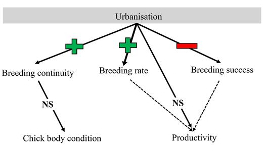 A diagram illustrating the positive effect of urbanization on breeding rate and the negative effect on breeding success of Crowned Eagles in the present study, leading to no effect on overall productivity. In addition, urbanization had a positive effect on breeding continuity, which shows a possible shift to more annualized breeding. The increase in breeding continuity apparently had no impact on chick condition. This was true for both nests that only attempted to breed in the previous year, and nests that successfully reared a chick in the previous year.
