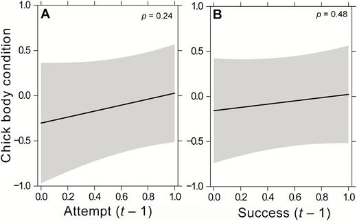 Relationship between chick body condition and (A) attempt the previous year (attempt (t − 1)) and (B) success of a breeding attempt the previous year (success (t − 1)) for Crowned Eagles in KwaZulu-Natal Province during the 2011–2017 breeding seasons, based on the predicted values of the LMM, with 95% CIs in shaded gray.