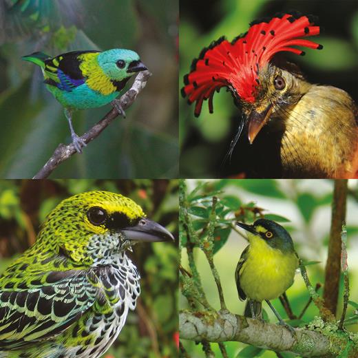 Examples of Neotropical species. (Clockwise from top left) Green-headed Tanager (Tangara seledon; photo credit: Carlos Gussoni), Royal Flycatcher (Onychorhynchus coronatus; photo credit: Philip C Stouffer), Gray-headed Tody-Flycatcher (Todirostrum poliocephalum; photo credit: Carlos Gussoni), and Speckled Tanager (Ixothraupis guttata; photo credit: Catherine Lindell).