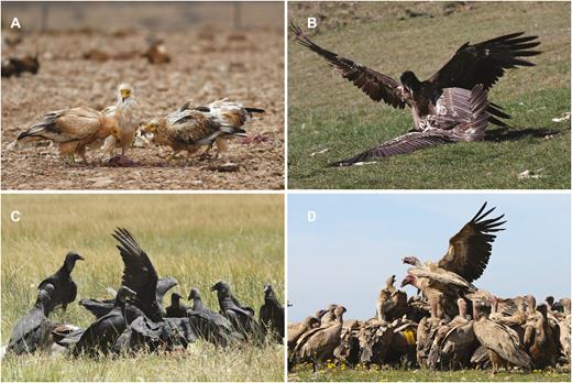 Examples of group foraging for vultures with different social systems. (A) Egyptian Vultures (Neophron percnopterus) are territorial breeders but aggregate in large numbers at abundant food resources and roosts, especially outside the breeding season. Their group foraging is characterized by strong hierarchical relationships with few physical fights (photograph courtesy of T. van Overveld). (B) Bearded Vultures (Gypaetus barbatus) display year-round territoriality and forage and roost solitarily (or in couples). Intra- and interspecific encounters at food resources are characterized by aggressive fights between specific individuals, in this case 2 immatures (photograph courtesy of A. Margalida). (C) Black Vultures (Coragyps atratus) are solitary breeders and renowned for displaying high levels of intraspecific aggressiveness during food exploitation, despite being relatively small. Group foraging resembles that of colonial breeding species (photograph courtesy of M. de la Riva). (D) Colonial Griffon Vultures (Gyps fulvus) rely on large, individually indefensible carcasses and group foraging is characterized by extensive fighting (photograph courtesy of M. de la Riva).