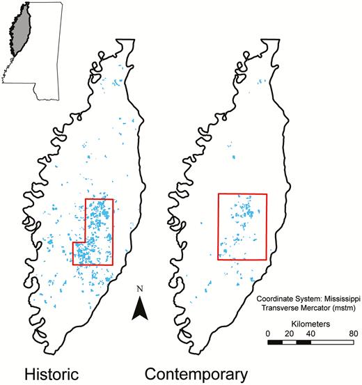 Sample frames (outlined in red) in the Mississippi Delta for aerial surveys of piscivorous birds on active catfish (Ictalurus spp.) aquaculture (blue) during historic and contemporary periods. Historic surveys of Double-crested Cormorants (Phalacrocorax auritus) were conducted by Dorr et al. (2008) during winters 2000−2001 and 2003−2004. We used the same methodology for contemporary surveys of Double-crested Cormorants, Great Blue Herons (Ardea herodias), and Great Egrets (A. alba) during the winters of 2015−2016, 2016−2017, and 2017−2018. Inset map shows the study region within the state of Mississippi.
