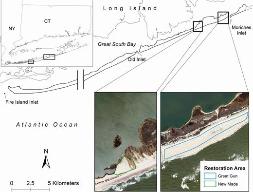 Study area on Fire Island and Westhampton Island, New York, in which Piping Plovers were studied, 2013–2018. The break represented an ~25-km area that we did not regularly survey for Piping Plovers. Nesting Piping Plover density was low to zero in this area from 2013 to 2018. Two restoration areas were created between the 2014 and 2015 breeding seasons to mitigate for potential effects of barrier island stabilization to Piping Plovers. Restoration areas are labeled as bold black boxes over the island. The restoration areas can also be viewed on an outset; the Great Gun restoration area was 34.8 ha and the New Made restoration area was 6.6 ha (areas calculated in 2015). Outlines are overlaid on imagery flown on March 3, 2016. Scale for the 2 images is the same for direct comparison. The 2 restoration areas are ~2.5 km apart.