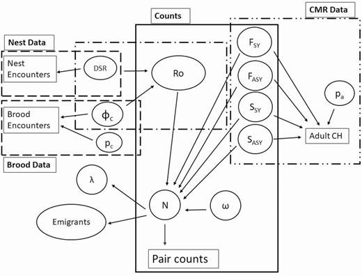 Integrated population model. Large boxes specify a specific model, ovals indicate parameters, arrows indicate a parameter that is informed by the data to which it points. Adult CH indicates adult capture histories for the Barker model, CMR indicates capture-mark-recapture data for the Barker model. Piping Plovers are not hunted and generally are not recovered dead, thus recovery parameters were set to zero and not shown here. Abbreviations: number of immigrants = ω, F = fidelity, S = true survival, p = detection probability, φ = survival, DSR = daily nest survival rate, Ro = reproductive output, N = population size, and λ = population growth rate. The “c” subscript indicates chicks, and an “a” subscript indicates adults.