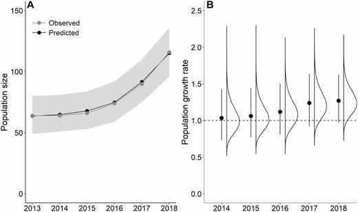 (A) Estimated annual population size and (B) growth rate for a population of Piping Plovers on Fire Island and Westhampton Island, New York. Estimates are from a state-space model within an integrated population model. The gray shaded area in panel (A) represents the 95% credible intervals on the predicted population size for each year. The points and error bars in panel (B) represent the mean and 95% credible intervals, with the associated posterior distribution to the right. Mean population growth rate ranged from 1.03 to 1.27. The dashed line at 1.0 in panel (B) represents no population growth.