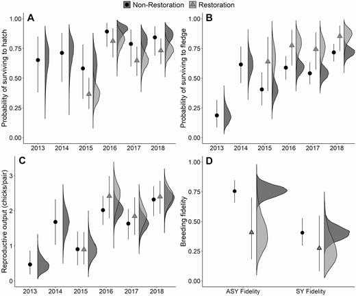 Demographic estimates—(A) nest survival, (B) chick survival, (C) reproductive output, and (D) breeding fidelity—from an integrated population model estimating the effect of restoration areas on Piping Plover population change on Fire Island and Westhampton Island, New York, 2013–2018. The restoration areas were built between the 2014 and 2015 breeding seasons, so restoration area estimates are from 2015–2018. Points and error bars represent the mean and 95% credible intervals, with associated posterior distribution to the right. Posterior distributions for reproductive output (C) in 2015 nearly overlap completely for the restoration and non-restoration areas.