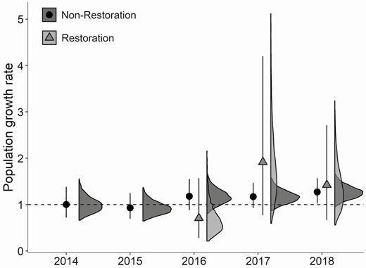 Comparison of Piping Plover population growth rate for Fire Island and Westhampton Island, New York, in non-restoration areas (2013–2018) and restoration areas (2015–2018) derived from an integrated population model. Restoration area estimates are only shown following the 2015 breeding season as the restoration areas were built between the 2014 and 2015 breeding seasons. Points and error bars represent the mean and 95% credible intervals, with associated 99% posterior density interval to the right. The dashed line at 1 represents no population growth.