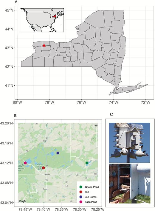 (A) Map showing the of the study site (Iroquois National Wildlife Refuge and Tonawanda and Oak Orchard Wildlife Management Areas) within New York State. The inset map shows the location of New York State within North America. (B) Map showing the location of Purple Martin (Progne subis) colonies within the study site. (C) View inside the multi-unit T-14 trays with the door opened (upper) and Purple Martin housing with the single-unit artificial gourds and the multi-unit T14 wooden houses (lower).
