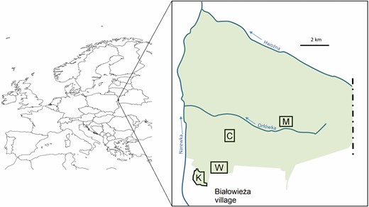 Map of Europe with the study area marked. Green area is the strict reserve of the Białowieża National Park; polygons labeled with letters (K, W, C, and M) are the 4 study plots.