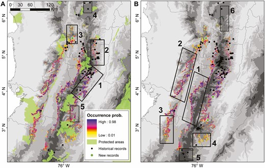 Identification of (A) priority conservation areas and (B) important areas for future research efforts for Yellow-headed Brush-finch across the Colombian Andes. The species’ area of occupancy (AOO) is represented as a spatial projection of its occurrence probability based on occupancy-detection models. New localities for the species reported in this study are represented by green dots. Left panel: clear and striped areas represent unprotected regions and locations in the vicinity of protected areas, respectively. Right panel: clear and striped areas represent regions of high occurrence probability and areas with recent records without suitable habitat, respectively.