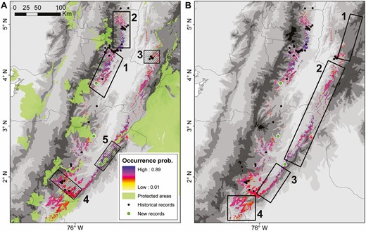 Identification of (A) priority conservation areas and (B) important areas for future research efforts for Tolima Dove across the Colombian Andes. The species’ AOO is represented as a spatial projection of its occurrence probability based on occupancy-detection models. New localities for the species reported in this study are represented by green dots. (Left panel) Clear and striped areas represent unprotected regions and locations in the vicinity of protected areas, respectively. (Right panel) Clear and striped areas represent regions of high occurrence probability and areas with recent records without suitable habitat, respectively.