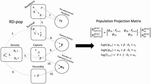 (left) RD-pop: Graphical representation showing how model parameters relate to each other, to variables, and to data. Each circle is a separate data entry to the modeling system. Rounded rectangles represent interconnected models (Capture, Survival, Residency, Fecundity) or a set of equations for derived variables (Density). Arrows indicate stochastic (solid arrows) or deterministic (dashed arrows) relationship among parameters, data and variables. Parameters are shown without subscripts to simplify the illustration. The numbers on arrows refer to the Equation numbers in the main text. (right) Population Projection Matrix: Parameters estimated by RD-pop are used to build an age-structured population model for making population projections. See the main text for parameter descriptions. Note that we omitted the population subscript (k) from the parameters in the matrix to signify that this is the matrix of a single population.