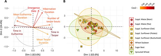 PCA characterizing hibernation. (A) Correlation between the various factors describing females’ hibernation and the two first axes of the PCA. Vector colours indicate how the corresponding factor correlates with the first two PCA axes (cos2 indicator). (B) Individuals repartition over the PCA, with the groups indicated by colours and shapes. Ellipses represent the groups repartition in a 95% confidence interval.