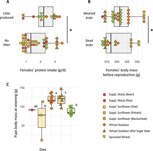 (A) Females having a litter or not as a function of protein consumption before reproduction. One point was excluded from the successfully breeding females due to an experimental accident preventing food consumption quantification (B) Pups’ survival as a function of mother’s body mass before reproduction. Asterisks indicate significant differences between groups (MW, P < 0.05). (C) Pups’ body mass at weaning as a function of the mother’s diet. Statistically significant differences between groups (Dunn, P < 0.05) are indicated with different letters.