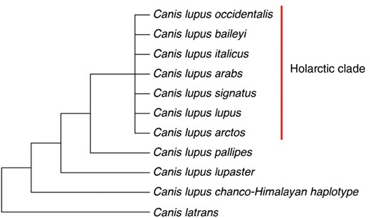 Phylogenetic tree displaying the major relationships within C. lupus clade based on 726 bp of the Cyt b gene from Rueness et al. (2011).