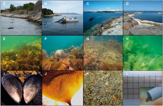 Study sites, habitats, and nest substrates of G. flavescens in Scandinavia. (A–D) Study locations in West Sweden (A), West Norway (B), mid-Norway (C) and South Finland (D). (E–H) Diversity of kelp and seaweed habitats, dominated by Saccharina latissima (E), Laminaria hyperborea (F), Fucus serratus (G), and filamentous algae (H), respectively. (I–L) Diversity of nesting subtrates: blue mussel M. edulis (I), base of S. latissima (J), atop dead bryozoans on L. digitata (K), and acetate sheet inside artificial PVC nest (L). All photos: © Trond Amundsen.