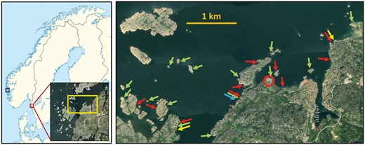 Locations of study sites for G. flavescens. The majority of work referred to in this article was made in the archipelago around and at the Sven Lovén Centre for Marine Science at Kristineberg (research station; red circle in right panel), situated at the mouth of the Gullmar Fjord in West Sweden. Some studies were also carried out in West Norway (blue square in left panel). Red arrows: locations for studying sex role reversal (Forsgren et al. 2004), yellow arrows: locations for the mate sampling study (Myhre et al. 2012), green arrows: locations for studying sexual selection in the wild (Wacker et al. 2014), blue arrow: location for parentage study (Mobley et al. 2009). Remaining studies were made in laboratories at the Kristineberg Research Station.