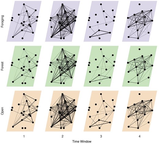 Multilayer network representing social association of caribou across 4 time windows (approximately June 2017 to October 2017, November 2017 to May 2018, June 2018 to October 2018, November 2017 to March 2019) and 3 habitat classes (foraging, forest, and open) informed by previous social, spatial, and temporal scale analyses. Individual caribou are represented as nodes in a constant position across network layers they were observed in. Intralayer edges represent association between individuals and line thickness is scaled by strength of association (simple ratio index).