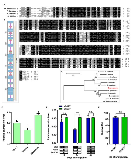 Cloning, expression, and RNAi efficiency of the IDH gene in O. formosanus. (A) Multiple alignments of the amino acid sequences deduced for IDH in O. formosanus and 3 other social species. Identical residues were shaded in black. Dashed lines indicated the gaps. (B) Secondary structure prediction of the amino acid sequence of IDH and conserved domains of IDH. Random coils were shown in purple, alpha-helixes were shown in blue, beta-turns were shown in green, and extended strands were shown in red. The gene showed an Iso_dh-specific hit (26-350). (C) Phylogenetic relationships of the IDH proteins from O. formosanus and 11 other species. (D) Expression patterns of IDH in the head, thorax, and abdomen of workers (N = 6 samples/treatment, 15 heads/sample, 15 abdomens/sample, 30 thoraxes/sample). (E) Expression level and semiquantitative detection of IDH 1, 3, and 4 days after dsRNA injection in workers (N = 9 samples/treatment, 5 termites/sample). (F) Survival 3 days after dsRNA injection in workers (N = 6 samples/treatment, 5 termites/sample). The data are presented as mean ± SEM. Different lowercase letters in a column indicate significant differences by Tukey’s HSD test. ***P < 0.001, n.s. means no significant difference.