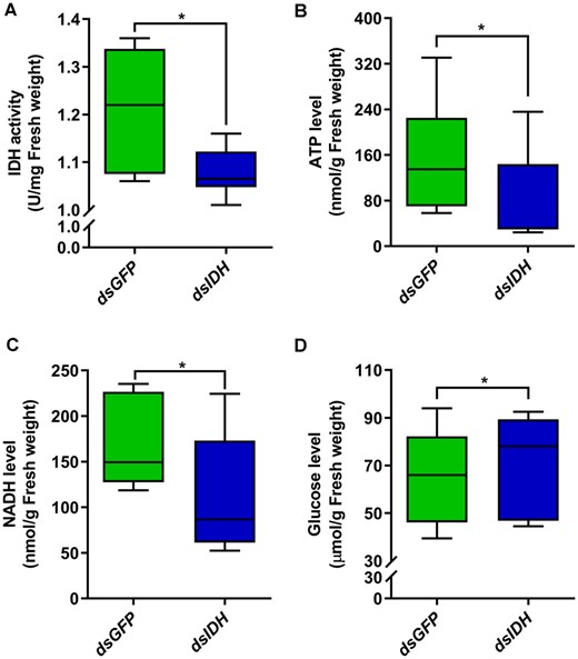 Alterations in energy metabolism after silencing IDH in O. formosanus. (A) IDH activity, (B) ATP levels, (C) NADH levels, and (D) glucose levels were detected by different test kits 3 days after dsIDH injection (N = 6 samples/treatment, 5 termites/sample). The data are presented as mean ± SEM. Wilcoxon rank-sum test, *P < 0.05.