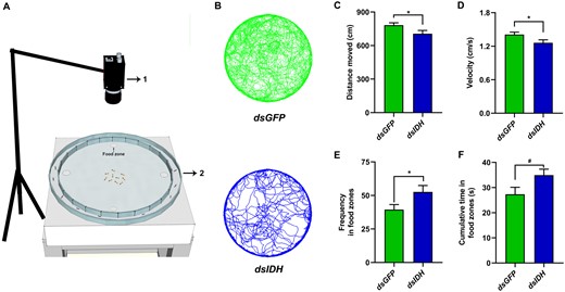 Silencing IDH decreased walking activity but increased foraging success in O. formosanus. (A) Behavioral apparatus (1, camera; 2, testing arena). Four pieces of food patches as food zones were positioned on the different 4 directions (0°, 90°, 180°, and 270° clockwise) of the inner ring. (B) Foraging trajectories of dsIDH-injected (deep green color) and dsGFP-injected (deep blue color) workers. (C) Distance moved, (D) velocity, (E) requency in food zones, and (F) cumulative time in food zones of dsIDH-injected and dsGFP-injected workers (N = 10 samples/treatment, 10 termites/sample). The data are presented as mean ± SEM. Independent t-test, *P < 0.05. #0.05 ≤ P < 0.1.