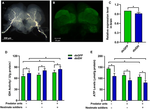 Effect of IDH silencing on brain energy metabolism in O. formosanus in different social contexts. (A) Full brain tissue of workers. (B) Confocal image of the worker brain. (C) Expression level of IDH in the brains of workers 3 days after dsIDH injection (N = 6 samples/treatment, 20 brains/sample). (D) IDH activity and (E) ATP levels in the brains of dsIDH-injected and dsGFP-injected workers in different social contexts (N = 6 samples/treatment, 20 brains/sample). The data are presented as mean ± SEM. Wilcoxon rank-sum test, *P < 0.05.