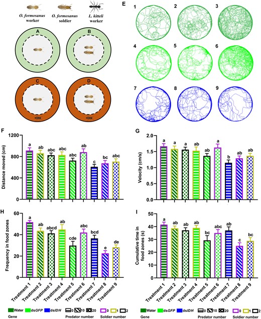 The changes of foraging behavior after IDH silencing in O. formosanus in different social contexts. Workers without (A) or with (B) soldiers were confined in the inner ring (in gray) without predator ants in the outer ring (areas in light green). The wall of the center dish was cut vertically to make 1 mm-wide silts. Predation risk was perceived by the antennation of workers of the ant L. kitteli through the slits. The predator ants were placed in the outer ring (areas in deep orange) without (C) or with (D) soldiers. (E) Representative maps of foraging trajectories in the water-injected (in deep green), dsGFP-injected (in green), and dsIDH-injected (in blue) workers (N = 14 samples/treatment, 8 termites/sample). Numbers in the upper left corner of each trajectory map indicate different treatment numbers in the orthogonal experiments L9 (33) (Treatment 1: water + 0 predator ant + 0 nestmate soldier; Treatment 2: water + 10 predator ants + 1 nestmate soldier; Treatment 3: water + 20 predator ants + 2 nestmate soldiers; Treatment 4: dsGFP + 0 predator ant + 1 nestmate soldier; Treatment 5: dsGFP + 10 predator ants + 2 nestmate soldiers; Treatment 6: dsGFP + 20 predator ants + 0 nestmate soldier; Treatment 7: dsIDH + 0 predator ant + 2 nestmate soldiers; Treatment 8: dsIDH + 10 predator ants + 0 nestmate soldier; Treatment 9: dsIDH + 20 predator ants + 1 nestmate soldier). (F) Distance moved, (G) velocity, (H) frequency in food zones, and (I) cumulative time in food zones of 9 treatments (N = 14 samples/treatment, 8 termites/sample). The data are presented as mean ± SEM, and different lowercase letters in a column indicate significant differences between groups by Tukey’s HSD test, P < 0.05.