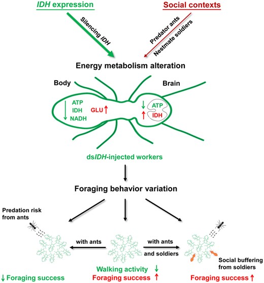 The role of the IDH gene and the social context in regulating the foraging behavior of O. formosanus. IDH silencing impaired the NAD+-IDH reaction in the TCA, leading to a decrease in ATP levels, IDH activity, and the NADH levels but an increase in glucose levels in the whole organism, resulting in increased IDH activity but decreased the ATP level in the brain. When dsIDH-injected workers foraged together, their velocity and distance moved decreased, but their frequency and cumulative time in food zones increased, suggesting that IDH downregulation reduced walking activity but enhanced foraging success. The social context could also alter the brain energy metabolism of foraging workers, including decreasing ATP levels but the increasing IDH activity in the social context with predators and soldiers, which further changed the foraging behavior of the workers. When predator ants were present, the dsIDH-injected workers decreased their frequency and cumulative time in food zones, showing a significant decline in foraging success. However, the increase in the number of nestmate soldiers strengthened social buffering to relieve the negative effect of predator ants on worker foraging behavior and, thus, improved the foraging success of dsIDH-injected workers. Our orthogonal experiments verified that the role of the IDH gene as an inherent factor was dominant in modulating termite foraging behavior compared with the external social context (predator ants and nestmate soldiers). Thus, abnormal energy metabolism mediated by IDH altered termite foraging behavior in different social contexts.