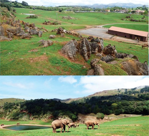 The figure shows the grassland outdoor facilities, with elephants roaming in the area. Top: 25 ha outdoor space where the study group was housed at Parque de la Naturaleza de Cabarceno, Cantabria (Spain). Bottom: space detail with some elephants ranging in the area. Photo credits: Ivan Norscia.